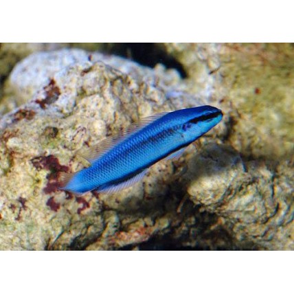 Pseudochromis Indigo Blue...