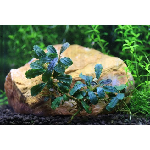 plantas vivas agua doce plantas vivas agua doce