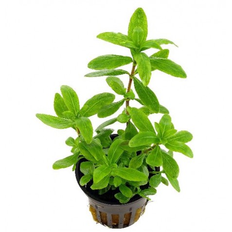 plantas vivas agua doce plantas vivas agua doce