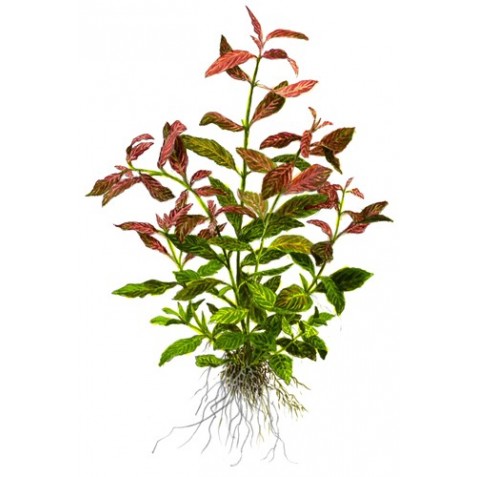 plantas vivas agua doce plantas vivas agua doce