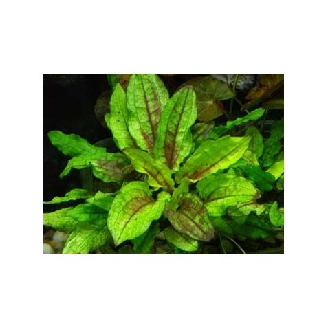 plantas vivas agua doce plantas vivas agua doce