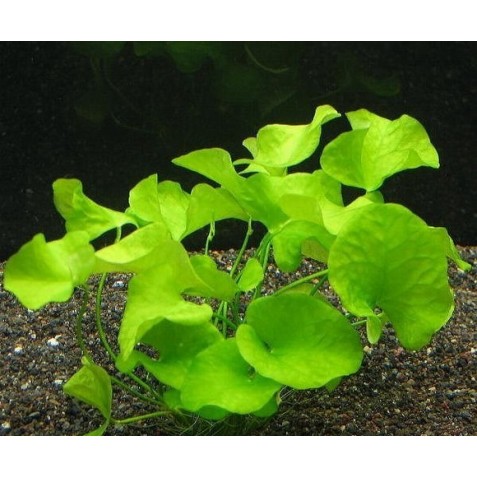 plantas vivas agua doce plantas vivas agua doce
