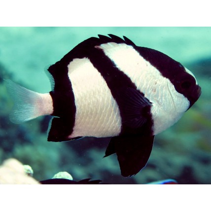 Donzela Three Striped 2-3cm...