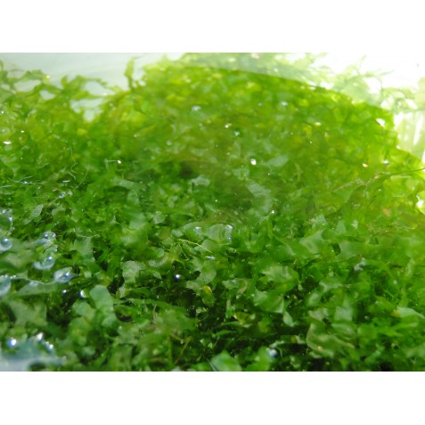 plantas vivas agua doce plantas vivas agua doce