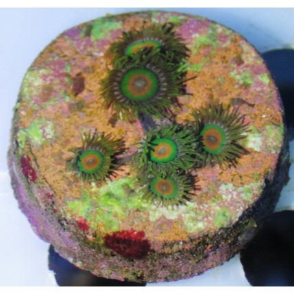 Zoanthus Palitoa