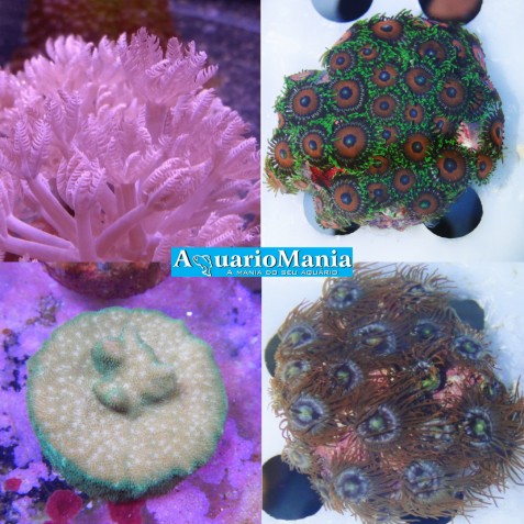 Coral Soft Coral Soft