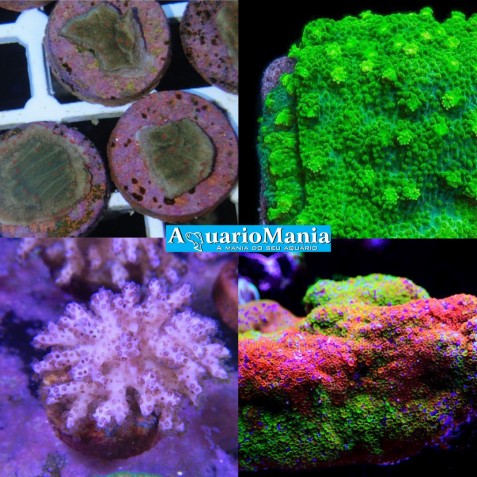 Coral Soft Coral Soft
