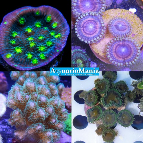 Coral Soft Coral Soft