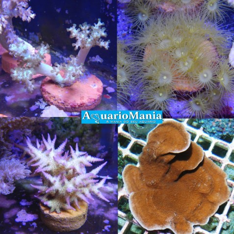Coral Soft Coral Soft