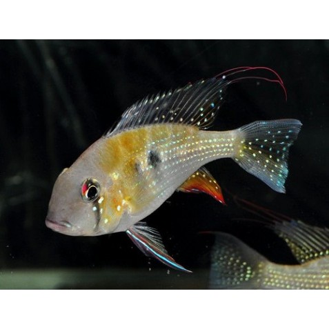 Acarichthys Heckelii Acarichthys Heckelii