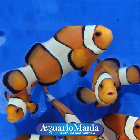 Palhaço Ocellaris – Nemo Palhaço Ocellaris – Nemo