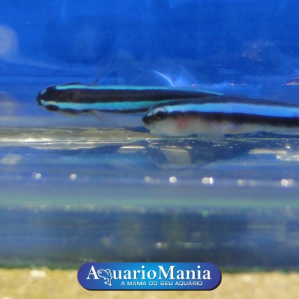 Neon Goby Blue 
