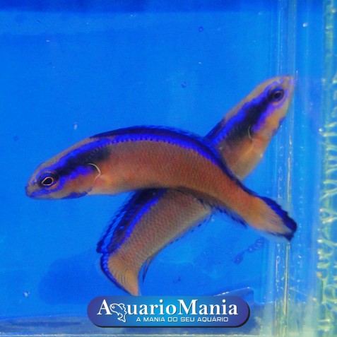 pseudochromis pseudochromis