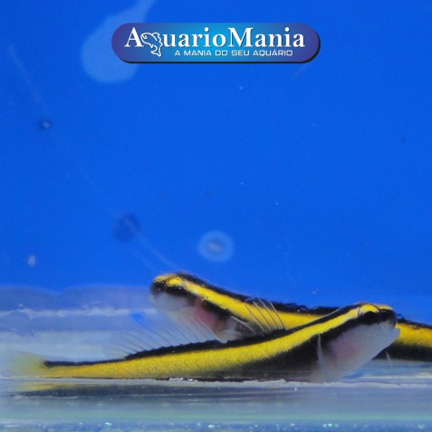 Neon Goby Yellow Neon Goby Yellow