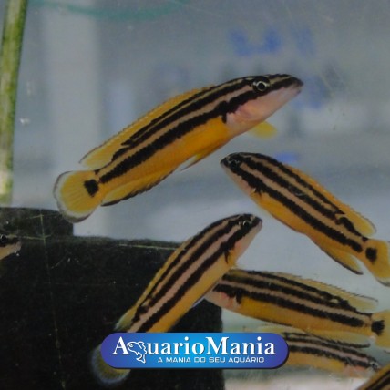 Julidochromis ornatus  2-4 cm