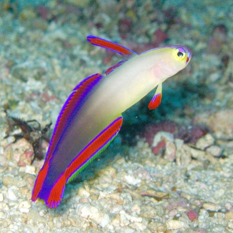 Nemateleotris decora Nemateleotris decora