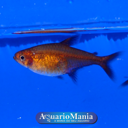 Peixe Tetra Foguinho, Compre na Kauar