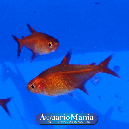 Peixe Tetra Foguinho, Compre na Kauar