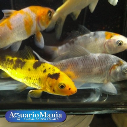 Carpa Colorida 6 - 8 cm MIX...