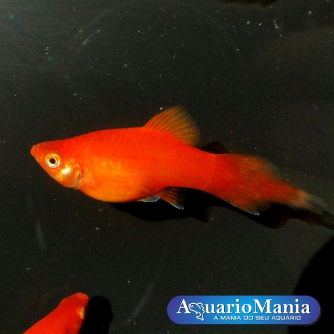 platy, plati platy, plati