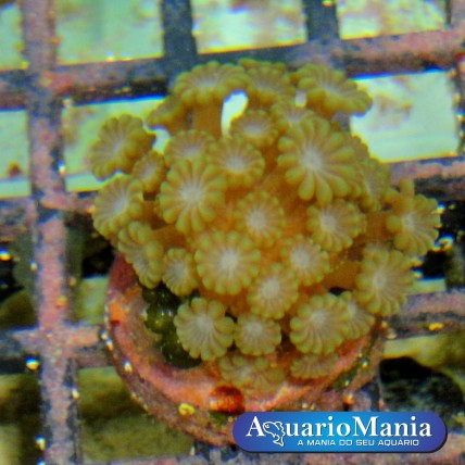 Coral Alveopora