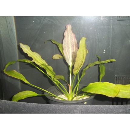 Planta Echinodorus oriental