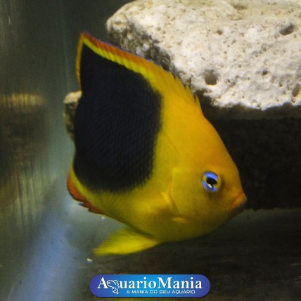 Anjo Tricolor  (Holacanthus...