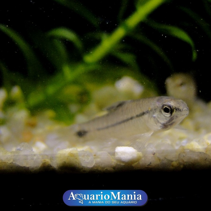 TUDO SOBRE O CALVUS BLACK. - Peixe Mania