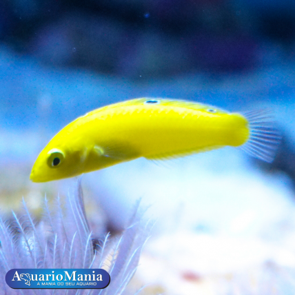 Wrasses Yellow Coris (...