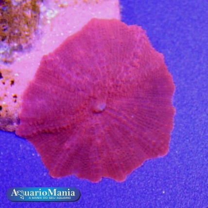 Coral Mush Red 01 folha