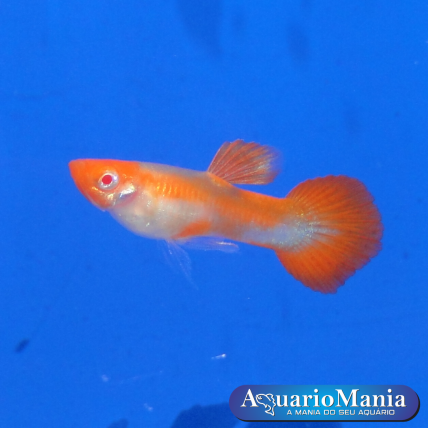 Guppy Casal Koi Albino...