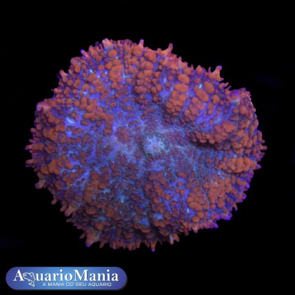 Coral Mush Rhodactis...