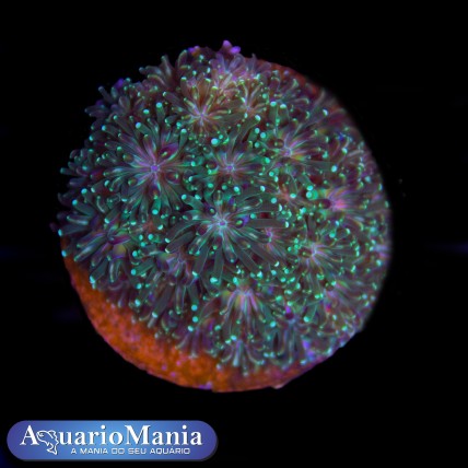 Coral Galaxea 4-5 pólipos