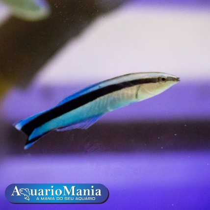Wrasses Cleaner  (Labroides...