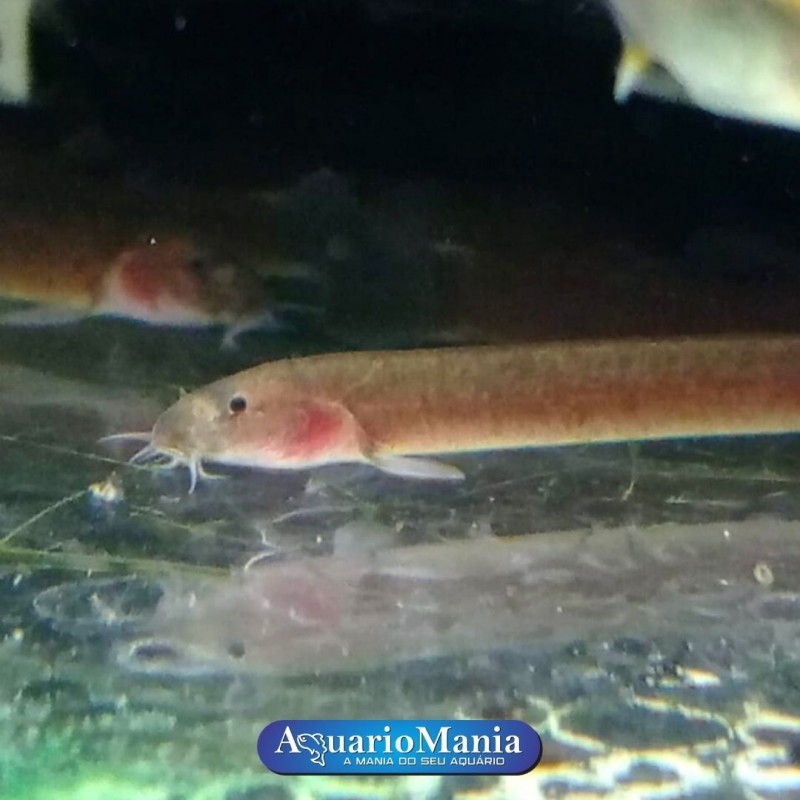 Cobrinha Kuhli Disponível . . . . #peixes #peixesdeaquarios #fish #francasp  #aquario #aquarioplantado #cobradagua #kinguio #freshaquarium #poytara, By Peixinho e Cia