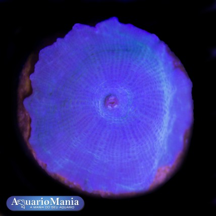 Coral Mushroom Blue