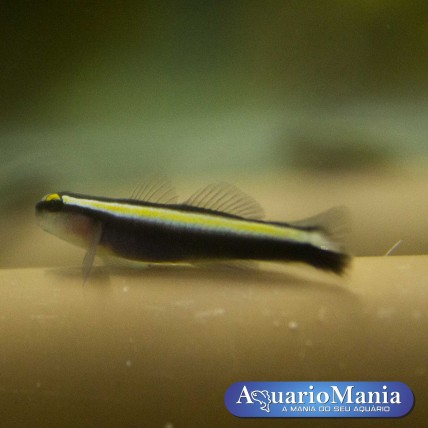 Neon Goby Híbrido...