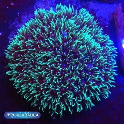Coral Eletric Green Star...