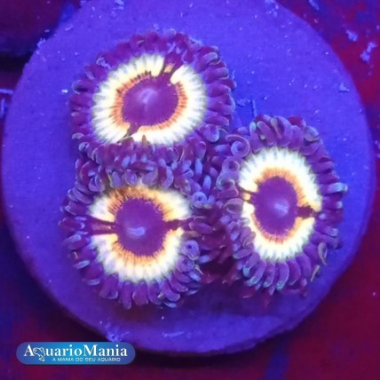 Coral Palitoa Vampire